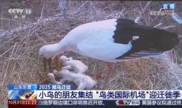 新闻爆料鸟死人